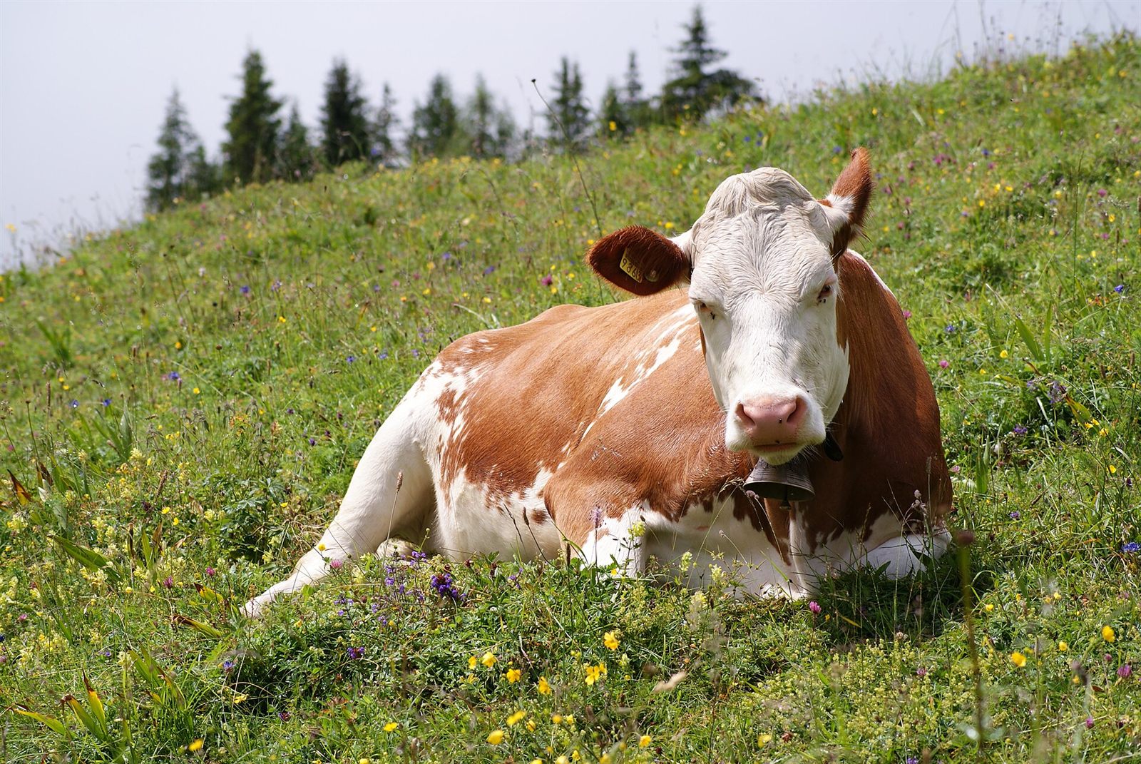 Stock moved to the south pasture