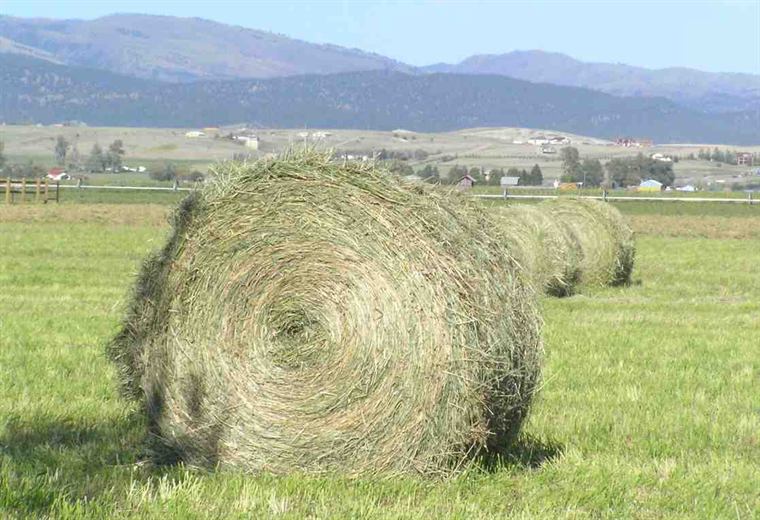 Hay turned and waiting on the rake