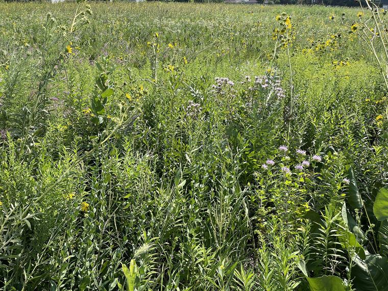 A pasture under a wide Missouri sky