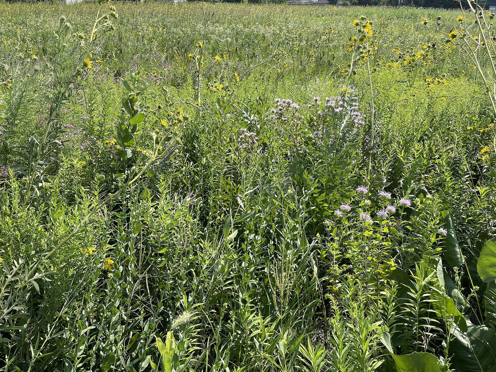 A pasture under a wide Missouri sky