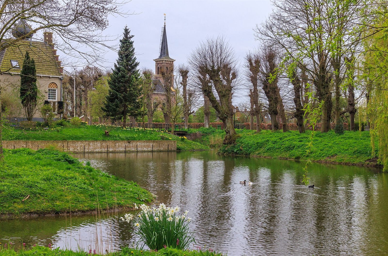 The farm pond at midsummer